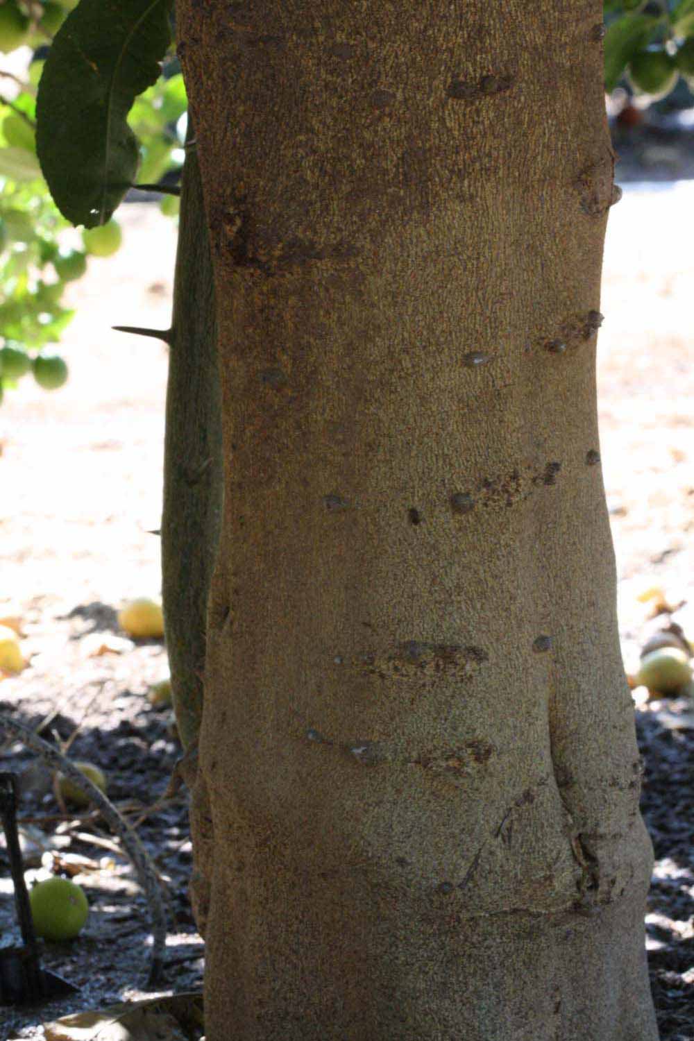              Bark with thorns (Riverside, CA)       
